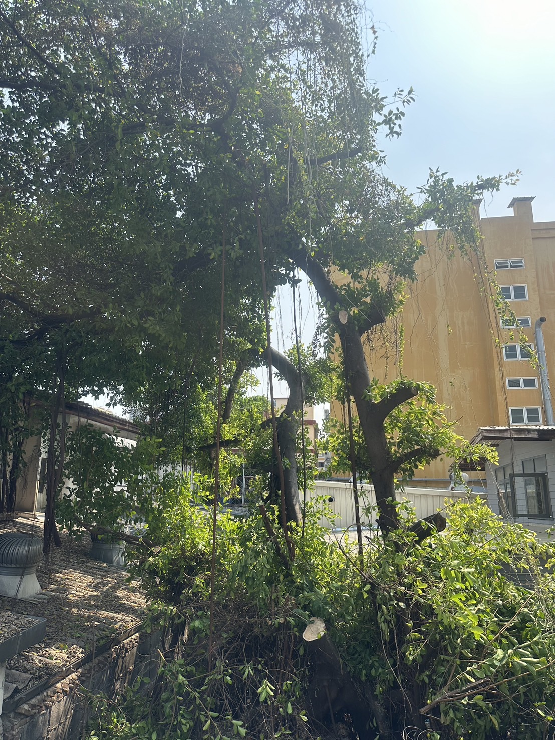 12 - https://รับจ้างตัดไม้ใหญ่กรุงเทพ.com | บริการครบวงจรด้านการดูแลต้นไม้และพื้นที่สีเขียว ตั้งแต่ตัดแต่ง โค่นต้นไม้ กำจัดวัชพืช จนถึงขนย้ายกิ่งไม้และเคลียร์พื้นที่ โดยทีมงานมืออาชีพในกรุงเทพฯ และปริมณฑล