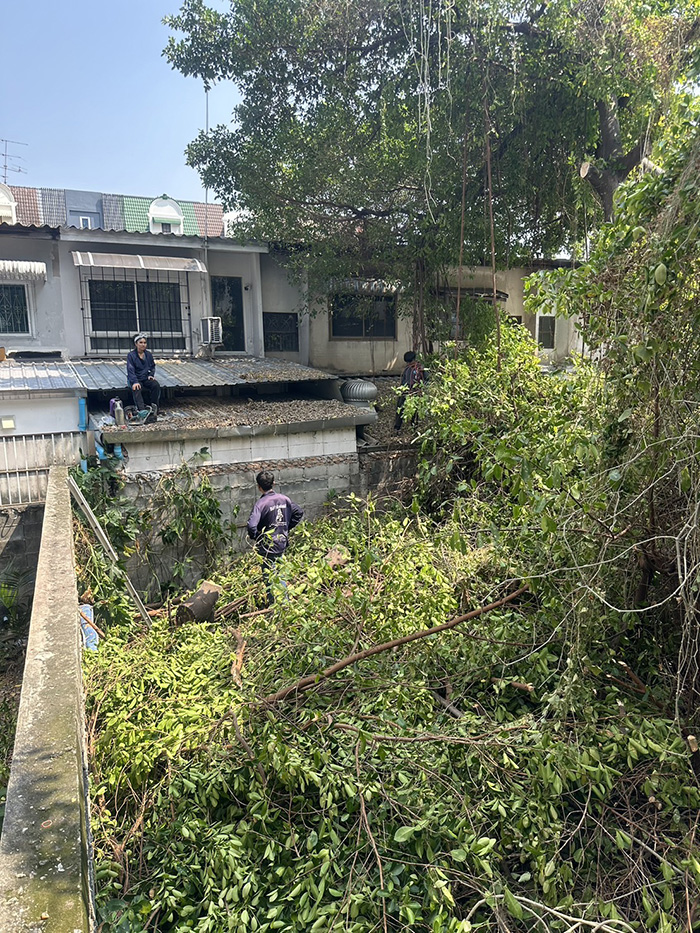 13 - https://รับจ้างตัดไม้ใหญ่กรุงเทพ.com | บริการครบวงจรด้านการดูแลต้นไม้และพื้นที่สีเขียว ตั้งแต่ตัดแต่ง โค่นต้นไม้ กำจัดวัชพืช จนถึงขนย้ายกิ่งไม้และเคลียร์พื้นที่ โดยทีมงานมืออาชีพในกรุงเทพฯ และปริมณฑล