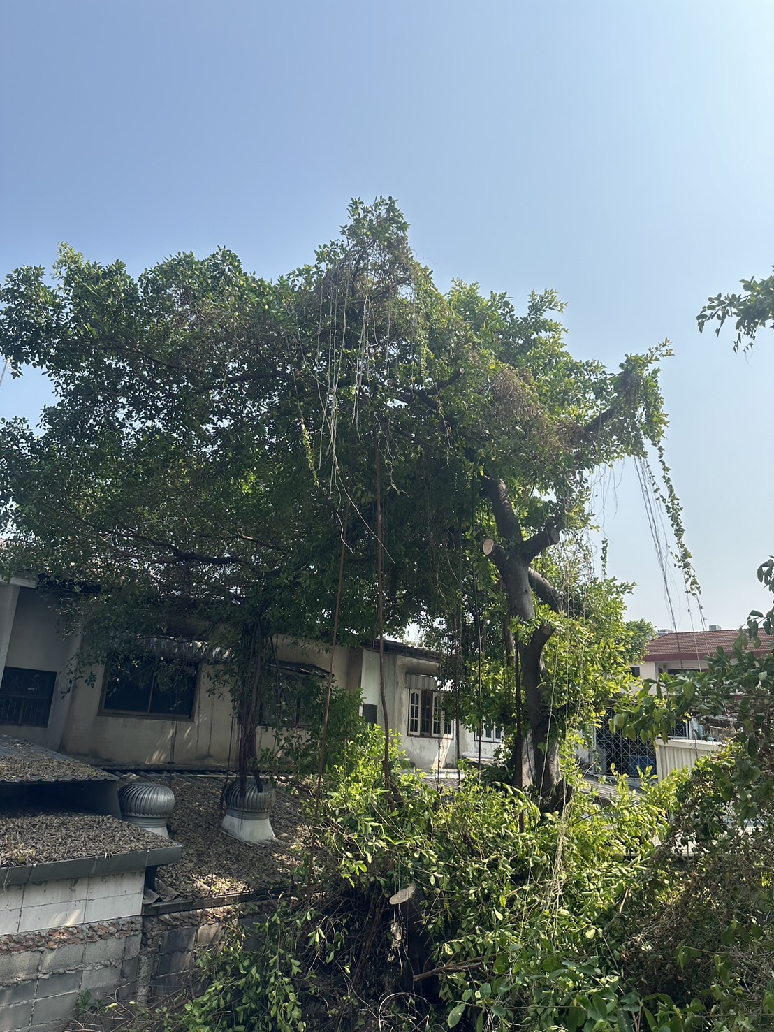 15 - https://รับจ้างตัดไม้ใหญ่กรุงเทพ.com | บริการครบวงจรด้านการดูแลต้นไม้และพื้นที่สีเขียว ตั้งแต่ตัดแต่ง โค่นต้นไม้ กำจัดวัชพืช จนถึงขนย้ายกิ่งไม้และเคลียร์พื้นที่ โดยทีมงานมืออาชีพในกรุงเทพฯ และปริมณฑล