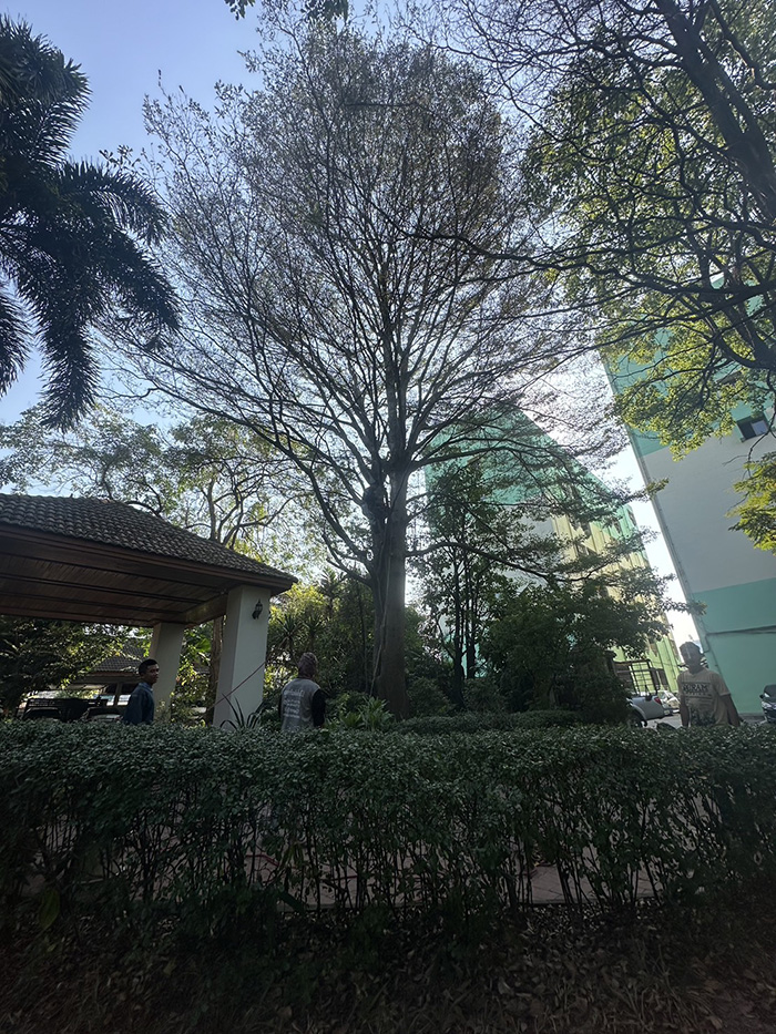 30 - https://รับจ้างตัดไม้ใหญ่กรุงเทพ.com | บริการครบวงจรด้านการดูแลต้นไม้และพื้นที่สีเขียว ตั้งแต่ตัดแต่ง โค่นต้นไม้ กำจัดวัชพืช จนถึงขนย้ายกิ่งไม้และเคลียร์พื้นที่ โดยทีมงานมืออาชีพในกรุงเทพฯ และปริมณฑล