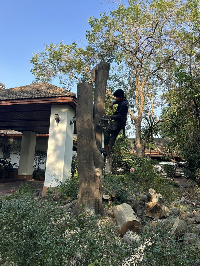 33 - https://รับจ้างตัดไม้ใหญ่กรุงเทพ.com | บริการครบวงจรด้านการดูแลต้นไม้และพื้นที่สีเขียว ตั้งแต่ตัดแต่ง โค่นต้นไม้ กำจัดวัชพืช จนถึงขนย้ายกิ่งไม้และเคลียร์พื้นที่ โดยทีมงานมืออาชีพในกรุงเทพฯ และปริมณฑล