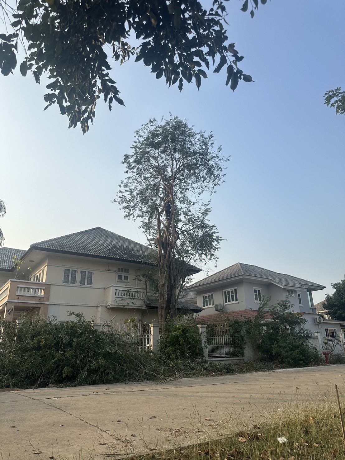 4 - https://รับจ้างตัดไม้ใหญ่กรุงเทพ.com | บริการครบวงจรด้านการดูแลต้นไม้และพื้นที่สีเขียว ตั้งแต่ตัดแต่ง โค่นต้นไม้ กำจัดวัชพืช จนถึงขนย้ายกิ่งไม้และเคลียร์พื้นที่ โดยทีมงานมืออาชีพในกรุงเทพฯ และปริมณฑล