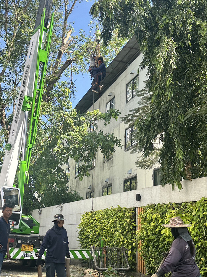 41 - https://รับจ้างตัดไม้ใหญ่กรุงเทพ.com | บริการครบวงจรด้านการดูแลต้นไม้และพื้นที่สีเขียว ตั้งแต่ตัดแต่ง โค่นต้นไม้ กำจัดวัชพืช จนถึงขนย้ายกิ่งไม้และเคลียร์พื้นที่ โดยทีมงานมืออาชีพในกรุงเทพฯ และปริมณฑล