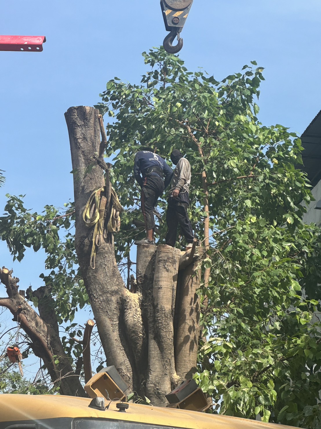 43 - https://รับจ้างตัดไม้ใหญ่กรุงเทพ.com | บริการครบวงจรด้านการดูแลต้นไม้และพื้นที่สีเขียว ตั้งแต่ตัดแต่ง โค่นต้นไม้ กำจัดวัชพืช จนถึงขนย้ายกิ่งไม้และเคลียร์พื้นที่ โดยทีมงานมืออาชีพในกรุงเทพฯ และปริมณฑล