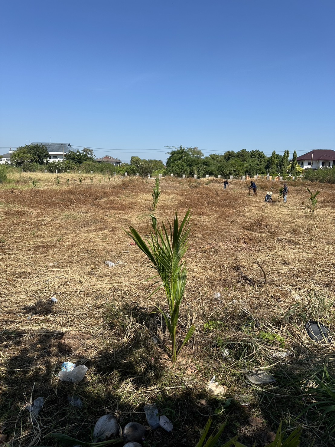 53 - https://รับจ้างตัดไม้ใหญ่กรุงเทพ.com | บริการครบวงจรด้านการดูแลต้นไม้และพื้นที่สีเขียว ตั้งแต่ตัดแต่ง โค่นต้นไม้ กำจัดวัชพืช จนถึงขนย้ายกิ่งไม้และเคลียร์พื้นที่ โดยทีมงานมืออาชีพในกรุงเทพฯ และปริมณฑล