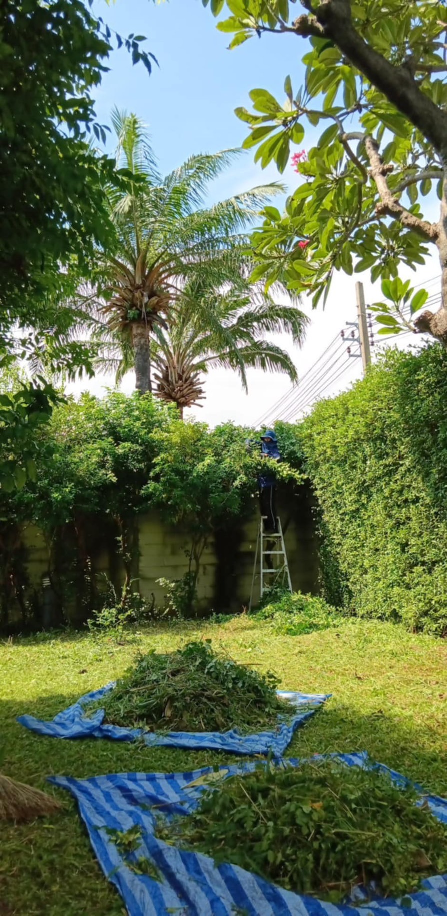 55 - https://รับจ้างตัดไม้ใหญ่กรุงเทพ.com | บริการครบวงจรด้านการดูแลต้นไม้และพื้นที่สีเขียว ตั้งแต่ตัดแต่ง โค่นต้นไม้ กำจัดวัชพืช จนถึงขนย้ายกิ่งไม้และเคลียร์พื้นที่ โดยทีมงานมืออาชีพในกรุงเทพฯ และปริมณฑล