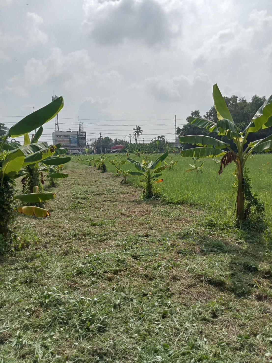 6 - https://รับจ้างตัดไม้ใหญ่กรุงเทพ.com | บริการครบวงจรด้านการดูแลต้นไม้และพื้นที่สีเขียว ตั้งแต่ตัดแต่ง โค่นต้นไม้ กำจัดวัชพืช จนถึงขนย้ายกิ่งไม้และเคลียร์พื้นที่ โดยทีมงานมืออาชีพในกรุงเทพฯ และปริมณฑล