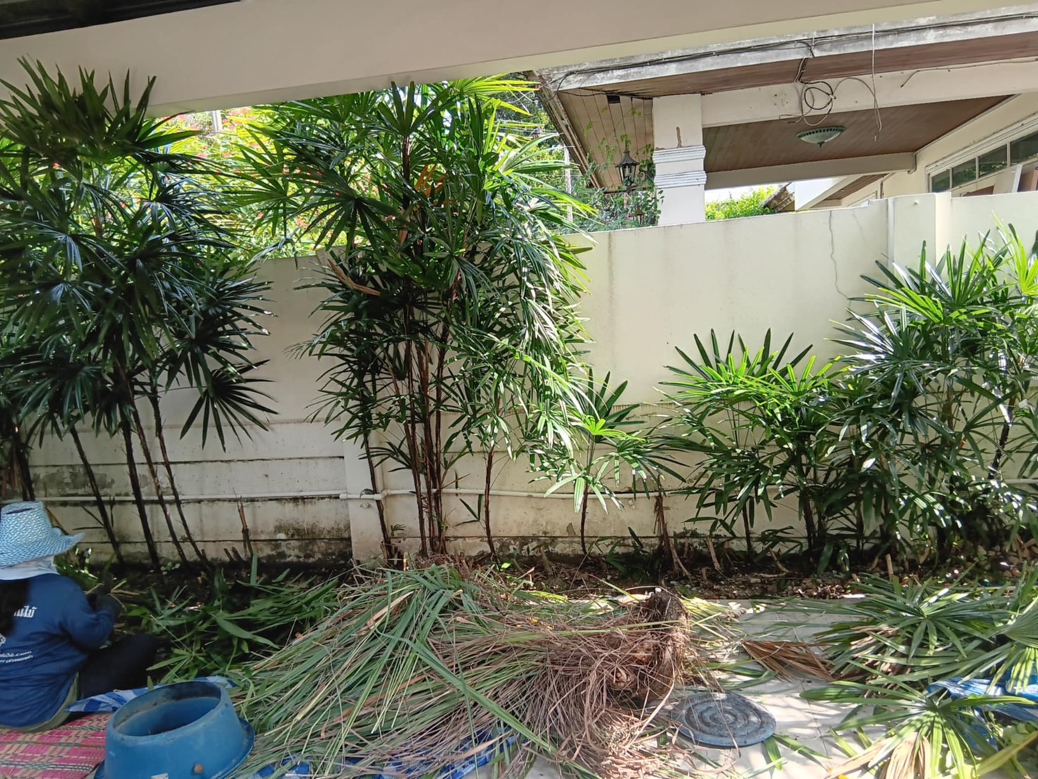 61 - https://รับจ้างตัดไม้ใหญ่กรุงเทพ.com | บริการครบวงจรด้านการดูแลต้นไม้และพื้นที่สีเขียว ตั้งแต่ตัดแต่ง โค่นต้นไม้ กำจัดวัชพืช จนถึงขนย้ายกิ่งไม้และเคลียร์พื้นที่ โดยทีมงานมืออาชีพในกรุงเทพฯ และปริมณฑล