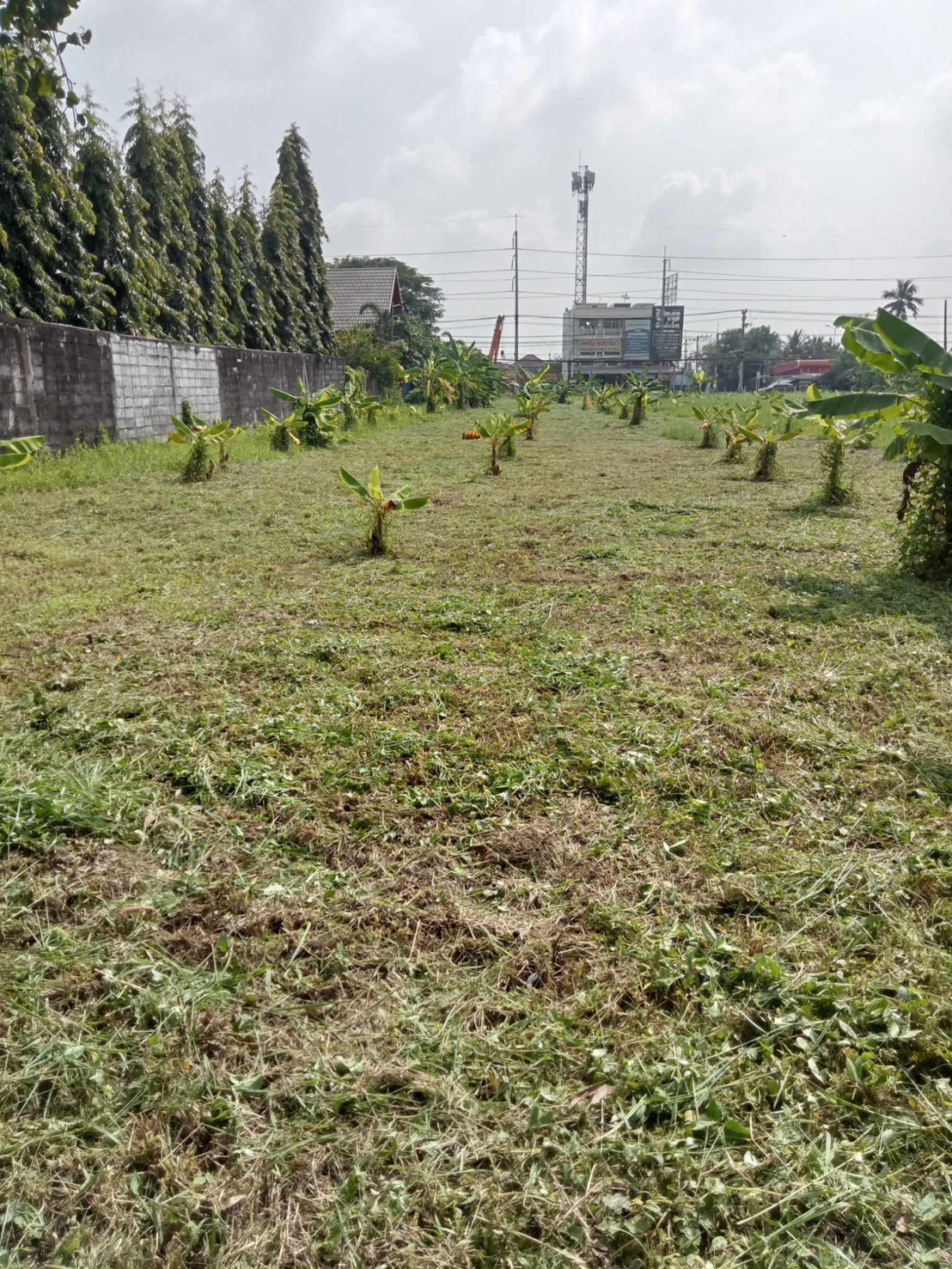 8 - https://รับจ้างตัดไม้ใหญ่กรุงเทพ.com | บริการครบวงจรด้านการดูแลต้นไม้และพื้นที่สีเขียว ตั้งแต่ตัดแต่ง โค่นต้นไม้ กำจัดวัชพืช จนถึงขนย้ายกิ่งไม้และเคลียร์พื้นที่ โดยทีมงานมืออาชีพในกรุงเทพฯ และปริมณฑล