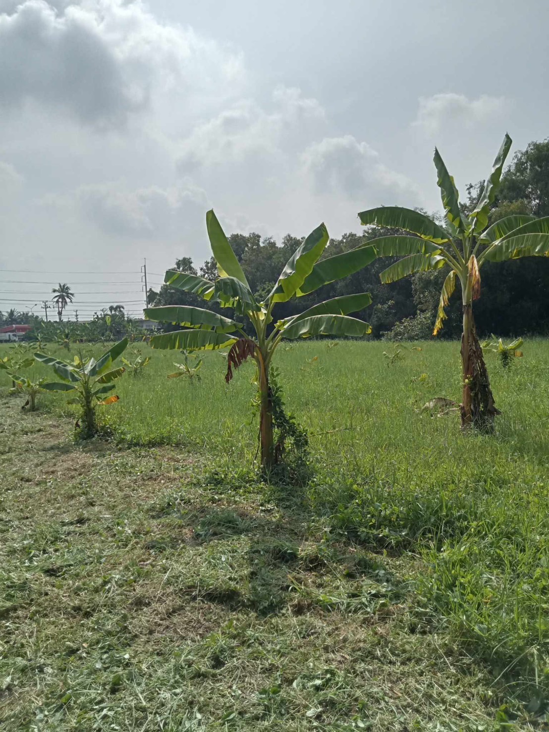 9 - https://รับจ้างตัดไม้ใหญ่กรุงเทพ.com | บริการครบวงจรด้านการดูแลต้นไม้และพื้นที่สีเขียว ตั้งแต่ตัดแต่ง โค่นต้นไม้ กำจัดวัชพืช จนถึงขนย้ายกิ่งไม้และเคลียร์พื้นที่ โดยทีมงานมืออาชีพในกรุงเทพฯ และปริมณฑล